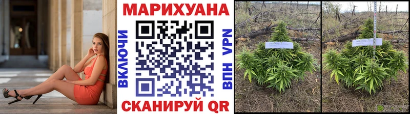 сайты даркнета состав  Сураж  Шишки марихуана сатива 